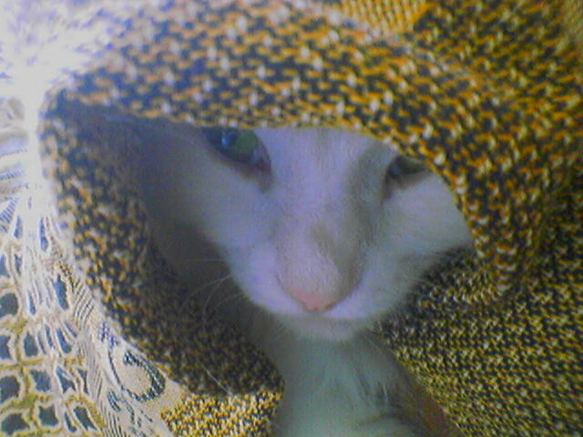 Кот(Убийца)